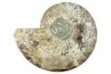 Cut & Polished Ammonite Fossil (Half) - Madagascar #282967-1